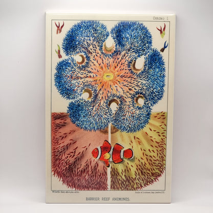 No.4 Anemone