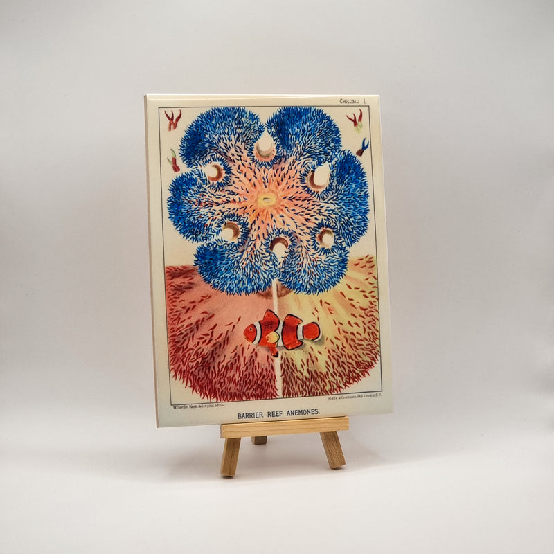 Illustration of an anemone with a clownfish on a stand against a white background